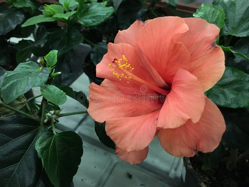 A grande flor cor-de-rosa brilhante do hibiscus roxo aumentou sinensis no verde deixa o fundo natural Jardim tropical de Karkade imagem de stock A grande flor cor-de-rosa brilhante do hibiscus roxo aumentou sinensis no verde deixa o fundo natural Jardim tropical de Karkade imagem de stock