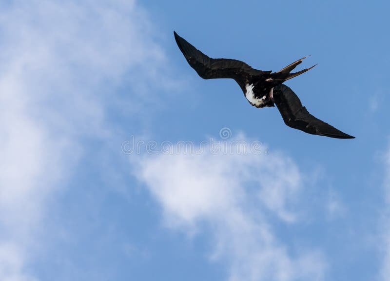 Grande Frigatebird fora de Kauai em Kilauea imagem de stock Grande Frigatebird fora de Kauai em Kilauea imagem de stock