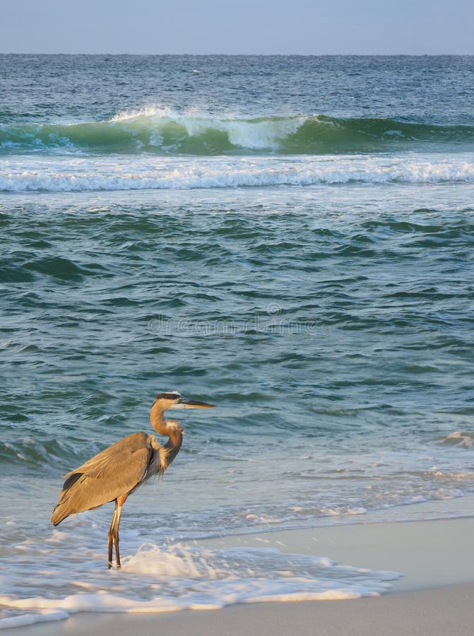 Grande garça-real azul que vadeia na ressaca em uma praia de Florida imagem de stock Grande garça-real azul que vadeia na ressaca em uma praia de Florida imagem de stock