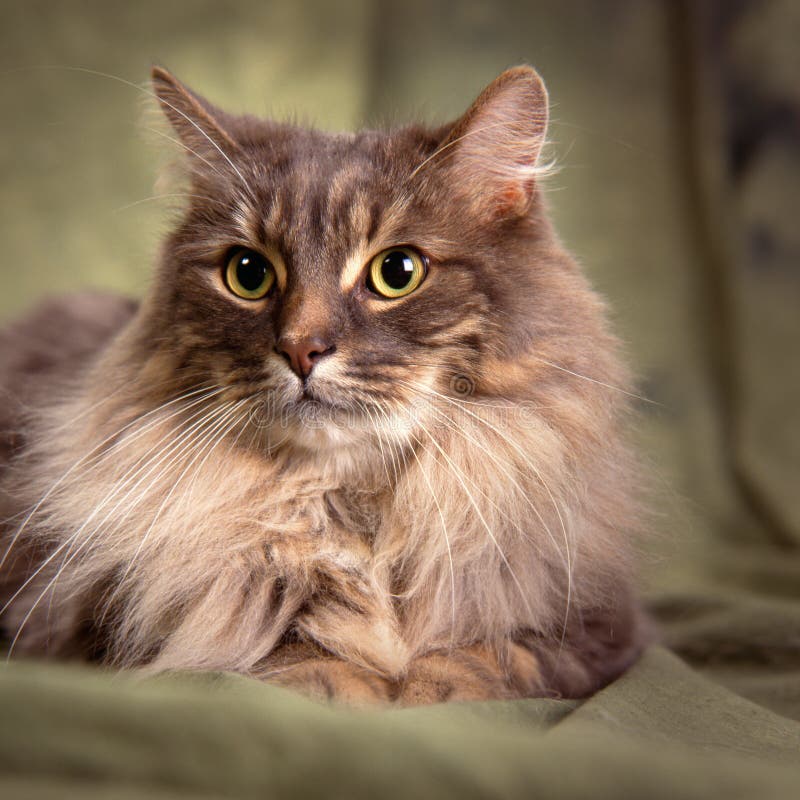 Grande gatto grigio simile a pelliccia