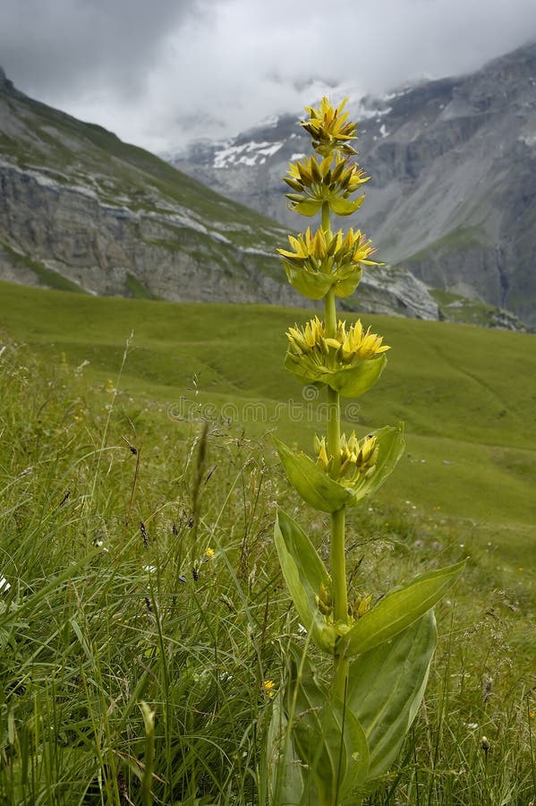 Grande genziana immagini stock Grande genziana immagini stock