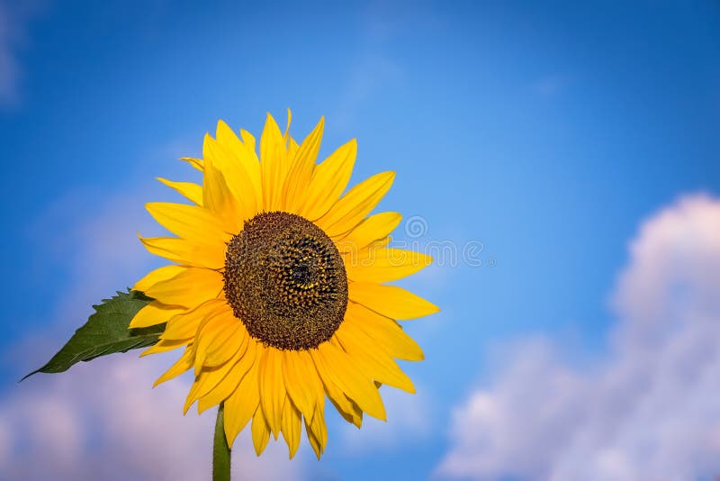 Grande girassol amarelo fotos de stock royalty free Grande girassol amarelo fotos de stock royalty free