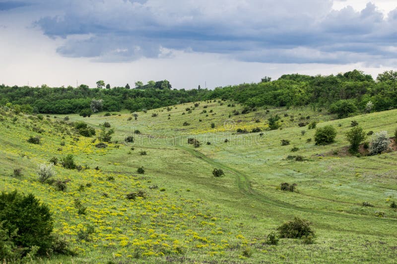 Grande glória sobreposta com ervas verdes selvagens e curativas foto de stock Grande glória sobreposta com ervas verdes selvagens e curativas foto de stock