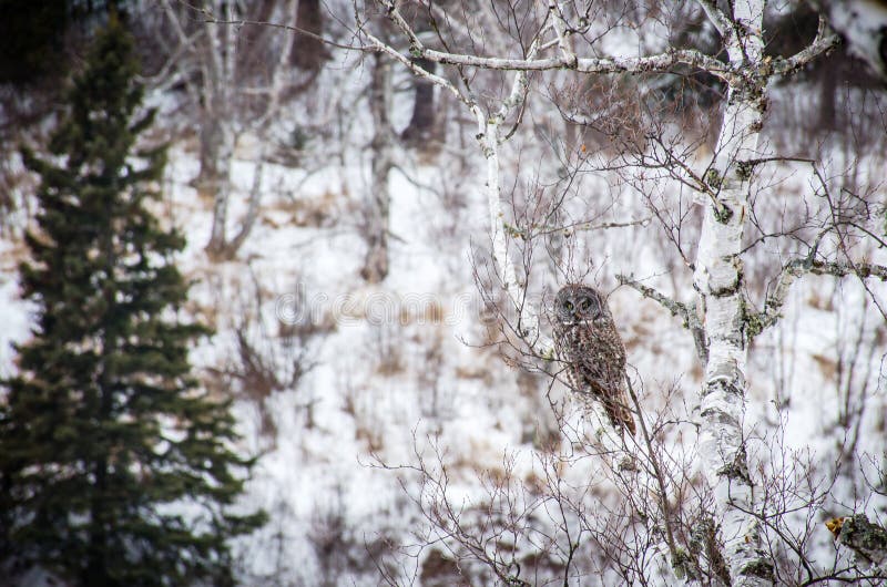 Grande Gray Owl no ramo de árvore do vidoeiro foto de stock Grande Gray Owl no ramo de árvore do vidoeiro foto de stock
