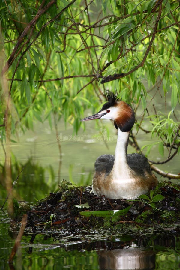 Grande Grebe com crista que senta-se no ninho foto de stock Grande Grebe com crista que senta-se no ninho foto de stock