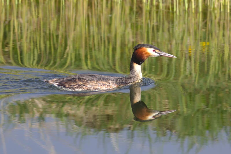 Grande grebe com crista foto de stock Grande grebe com crista foto de stock