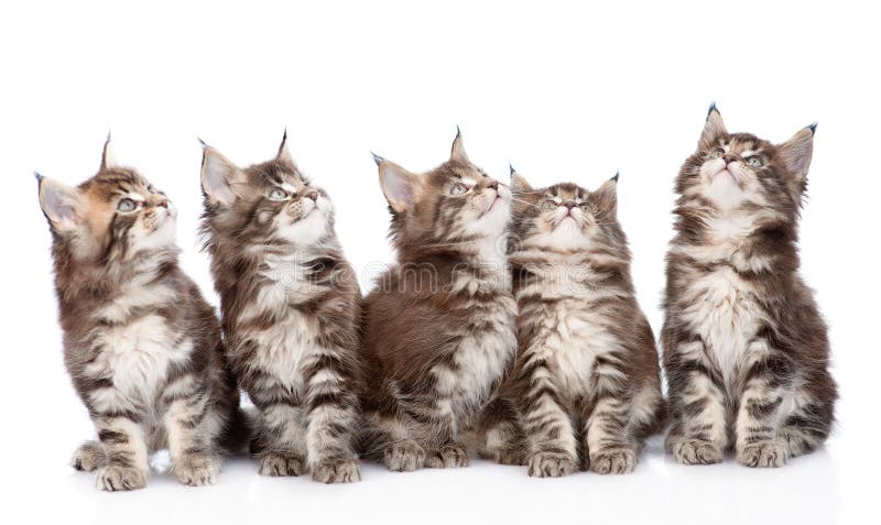 Fileira De Quatro Gatos De Maine Coon Foto de Stock - Imagem de meninos,  quatro: 114542072