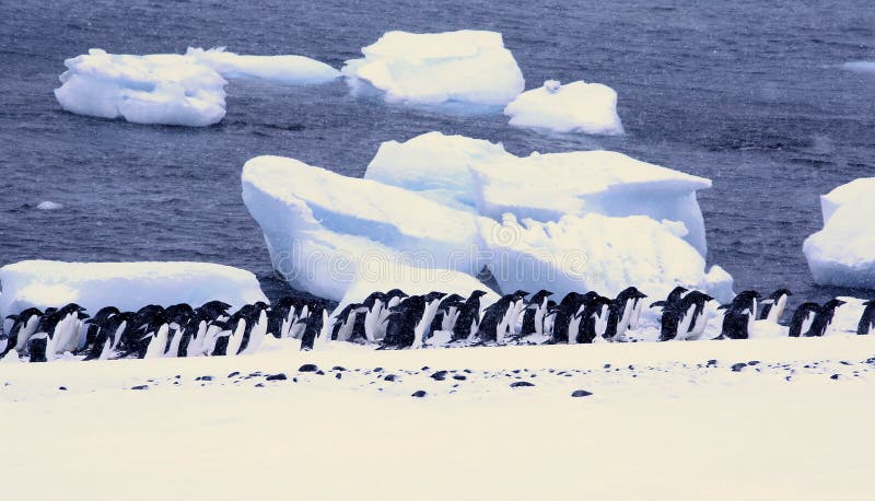 Grande grupo de pinguins de Adelie
