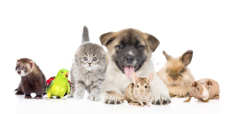 Grande gruppo di animali domestici insieme nella parte anteriore Isolato su bianco immagini stock
