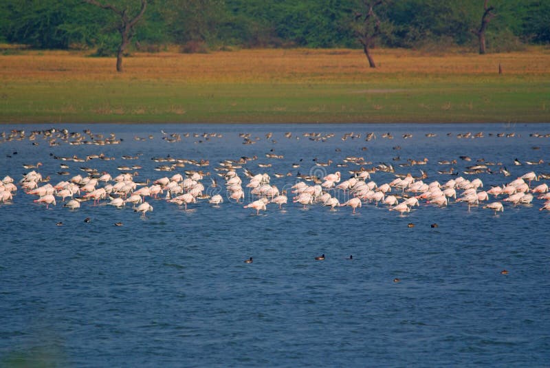 Grande gruppo di fenicotteri e di gooses dell'oca selvatica che riposano nel lago fotografie stock Grande gruppo di fenicotteri e di gooses dell'oca selvatica che riposano nel lago fotografie stock