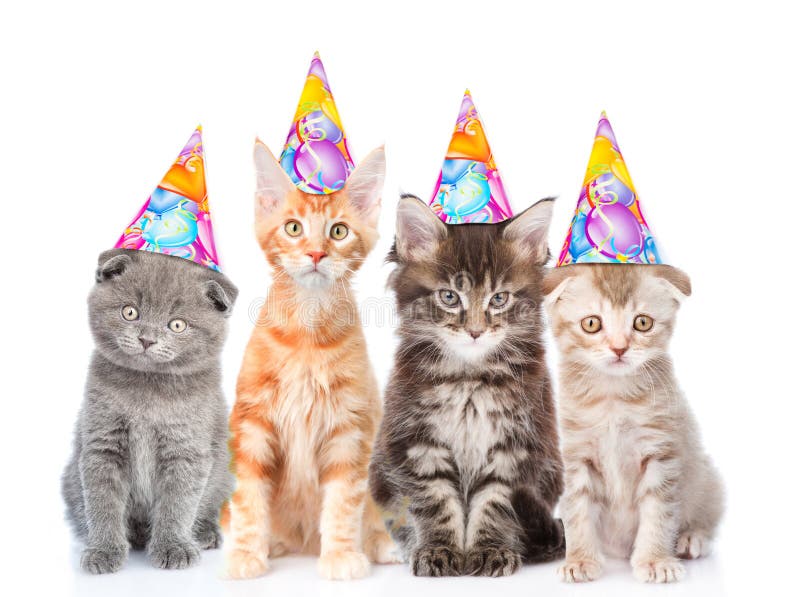 Grande gruppo di piccoli gatti con i cappelli di compleanno Isolato su bianco
