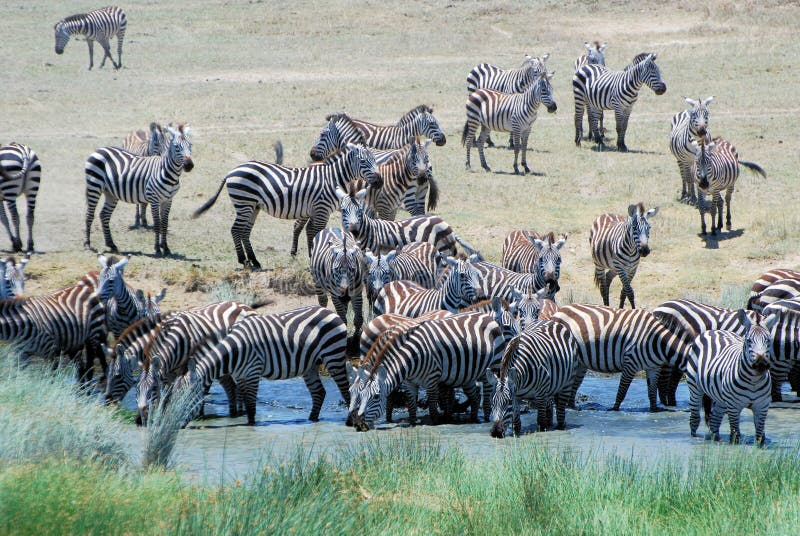 Grande gruppo di zebra delle pianure che beve al foro di innaffiatura Serengeti immagini stock libere da diritti Grande gruppo di zebra delle pianure che beve al foro di innaffiatura Serengeti immagini stock libere da diritti