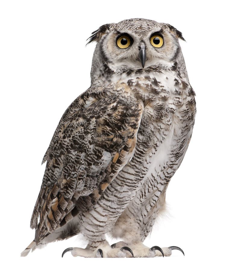 Grande gufo cornuto, Bubo Virginianus Subarcticus Grande gufo cornuto, Bubo Virginianus Subarcticus