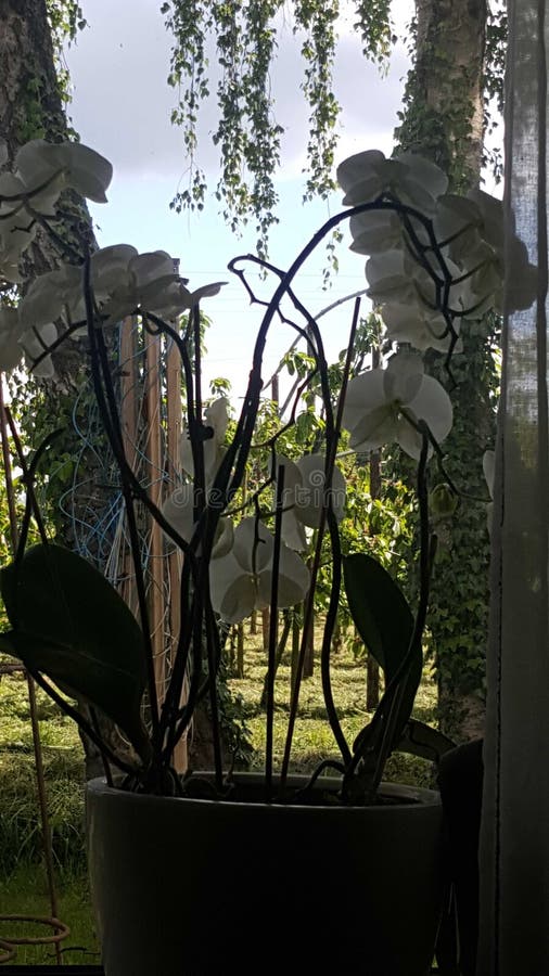Grande hermoso de la orquídea blanca de la planta imagenes de archivo Grande hermoso de la orquídea blanca de la planta imagenes de archivo