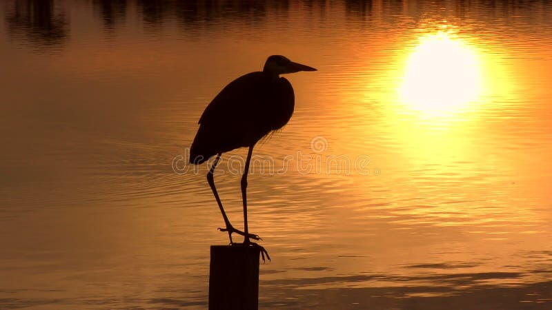 Grande herão azul no pôr do sol nos pântanos da florida