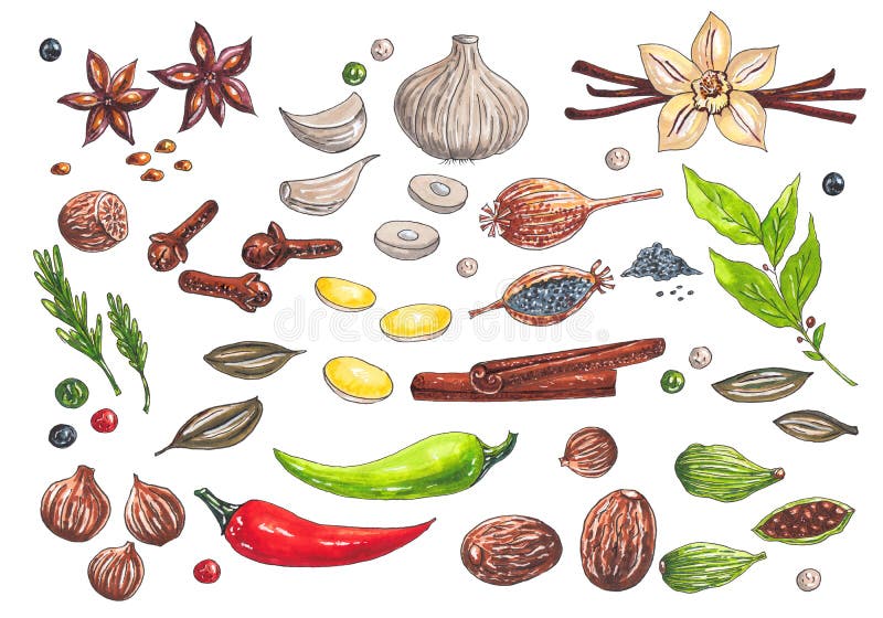 Grande insieme disegnato a mano con i tipi differenti degli indicatori dell'acquerello di spezie illustrazione di stock Grande insieme disegnato a mano con i tipi differenti degli indicatori dell'acquerello di spezie illustrazione di stock