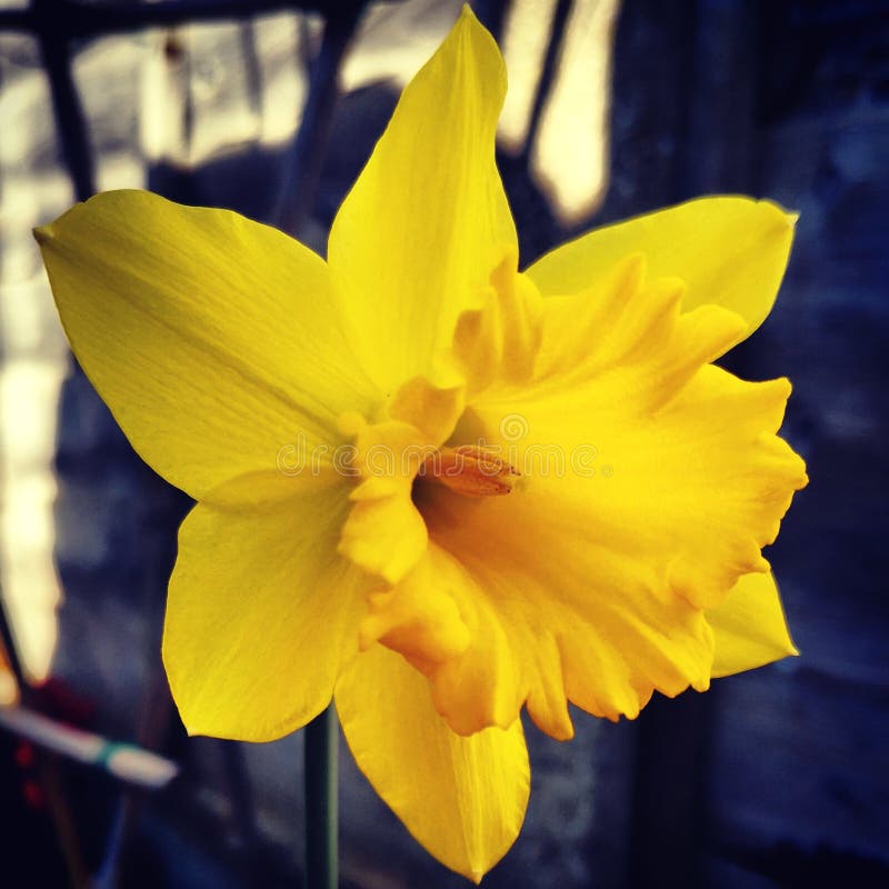 Grande jonquille jaune image stock. Image du fleur, jonquille - 143584585