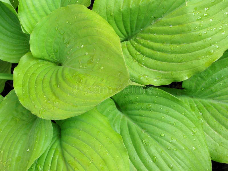 The photo spring green leaves plant hosta. The photo spring green leaves plant hosta