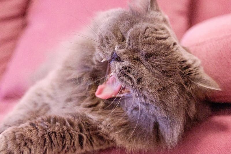Grande leccatura britannica dai capelli lunghi grigia affamata arrabbiata del gatto il gatto si trova su un sofà rosa Obesità di immagini stock libere da diritti Grande leccatura britannica dai capelli lunghi grigia affamata arrabbiata del gatto il gatto si trova su un sofà rosa Obesità di immagini stock libere da diritti