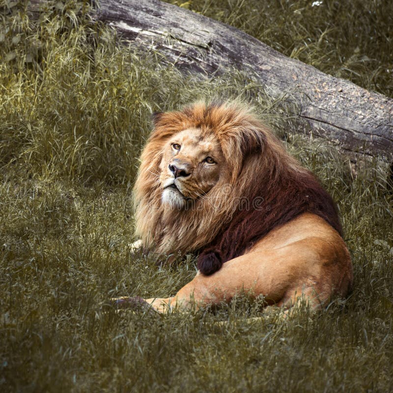 Grande leone maschio immagini stock