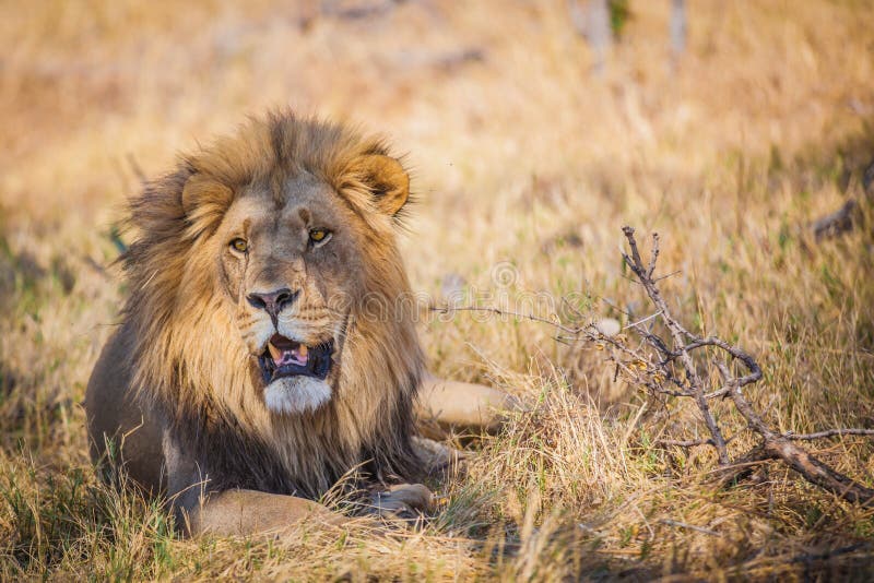 Grande leone maschio sdraiato nell'erba in Botswana immagine stock libera da diritti