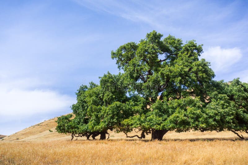 Grande lobata del quercus della quercia di valle circondato dai campi di erba asciutta, area del sud della contea di Santa Clara