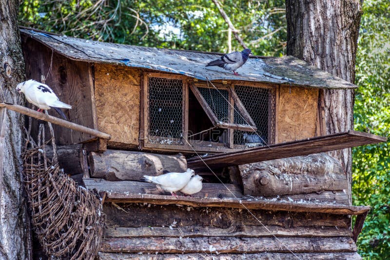 Pigeon Oiseau Assis Dans Une Petite Maison D'oiseaux. Maison D'oiseaux. Sur  L'arbre. Et Regarde à L'intérieur Image stock - Image du caged,  environnement: 222795951