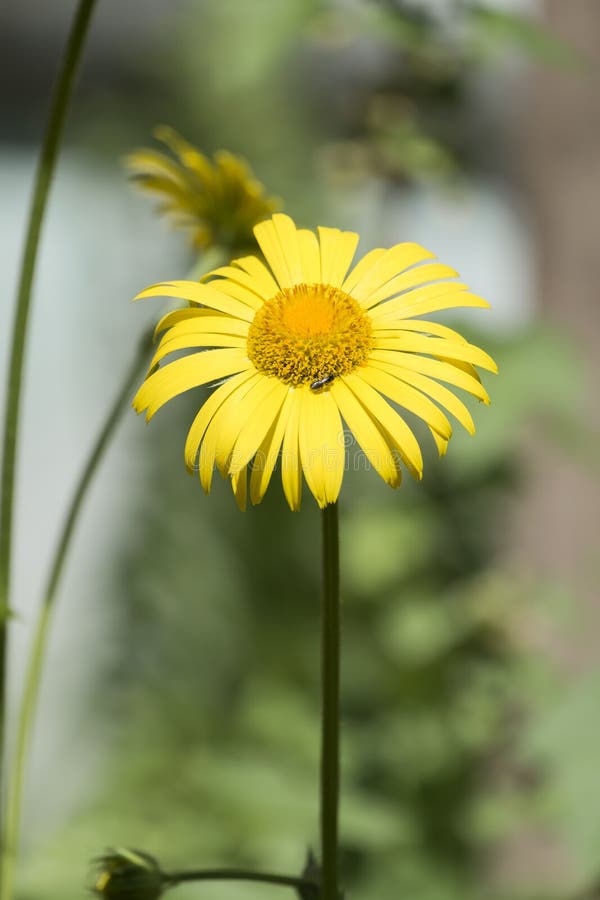 Grande margherita gialla del giardino fotografie stock libere da diritti Grande margherita gialla del giardino fotografie stock libere da diritti