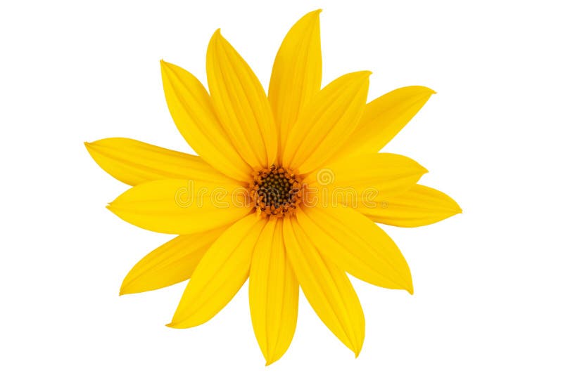 Grande Marguerite-fleur Jaune Image stock - Image du floraison, jaune:  21856283