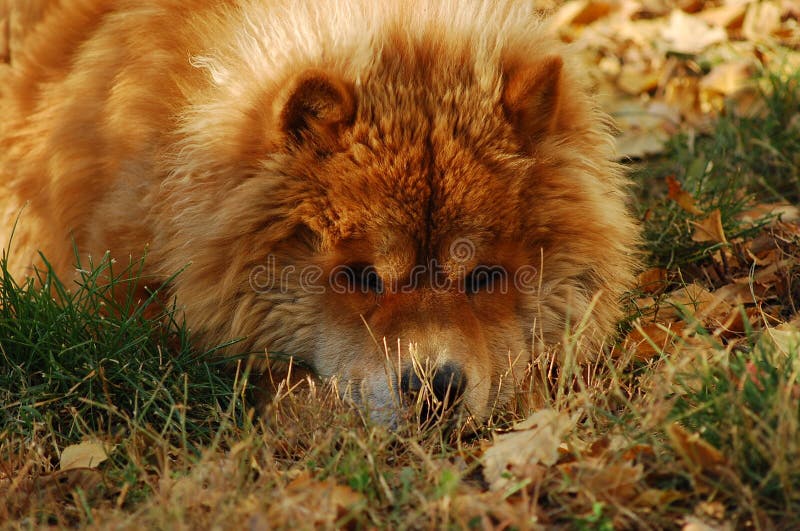 Grande mastino tibetano nei giorni di inverno fotografia stock libera da diritti Grande mastino tibetano nei giorni di inverno fotografia stock libera da diritti