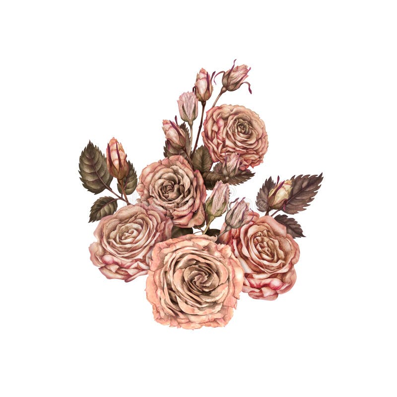 Grande mazzo di rose con colori color marrone rosato in una mochamousse alla moda. modello botanico per illustrazione di stock