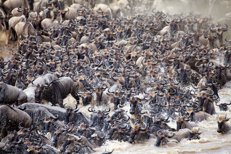 Grande migrazione dello gnu (taurinus del Connochaetes) immagine stock Grande migrazione dello gnu (taurinus del Connochaetes) immagine stock