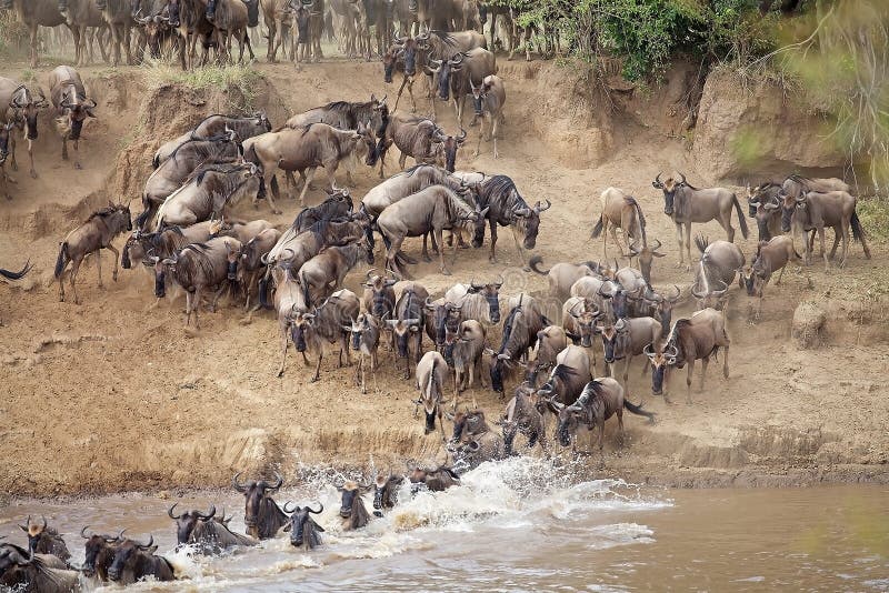 Grande migrazione dello gnu (taurinus del Connochaetes) immagini stock libere da diritti Grande migrazione dello gnu (taurinus del Connochaetes) immagini stock libere da diritti