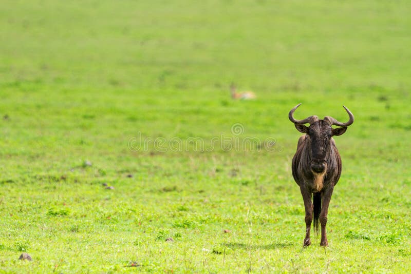 Grande migração em Tanzânia fotografia de stock Grande migração em Tanzânia fotografia de stock