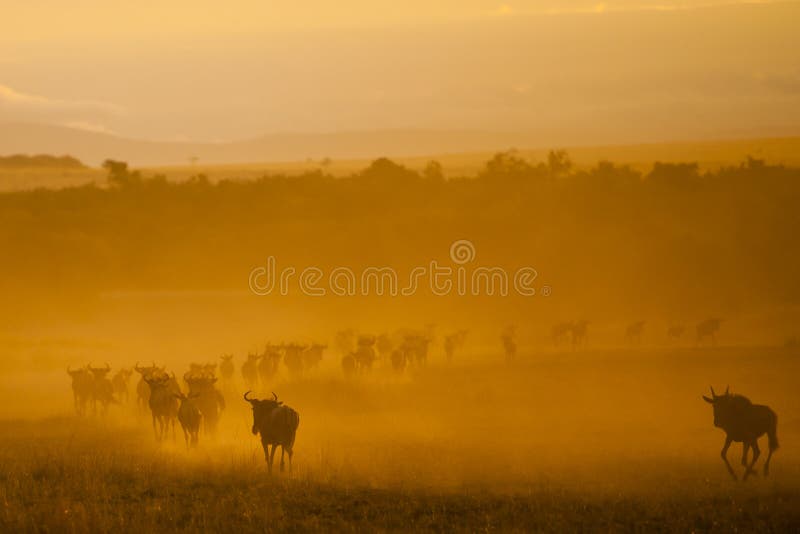 A Grande Migração, Quénia foto de stock royalty free