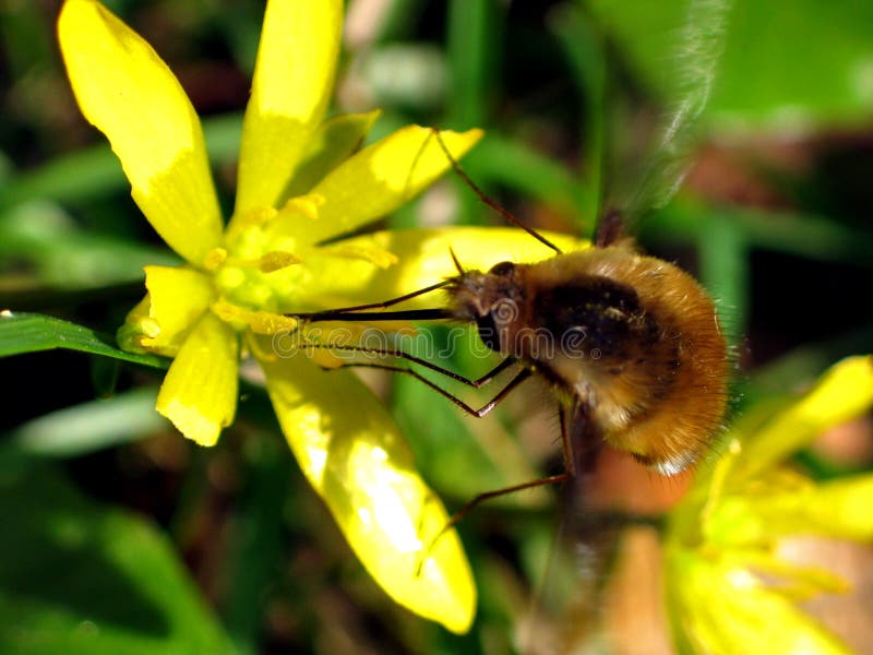 DLM - Portachiavi Ciondolo In Metallo Con Ape - Foto 7