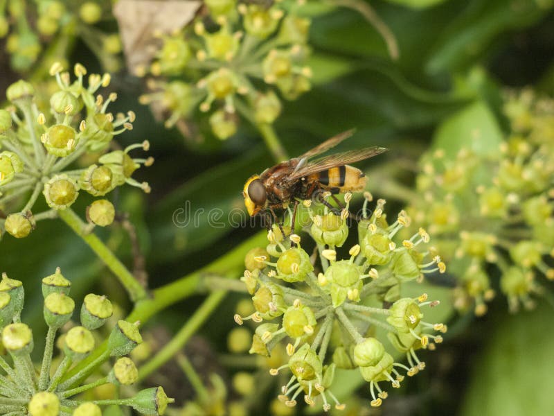 A grande mosca do pairo fecha-se acima em insetos do outono da flor imagem de stock A grande mosca do pairo fecha-se acima em insetos do outono da flor imagem de stock