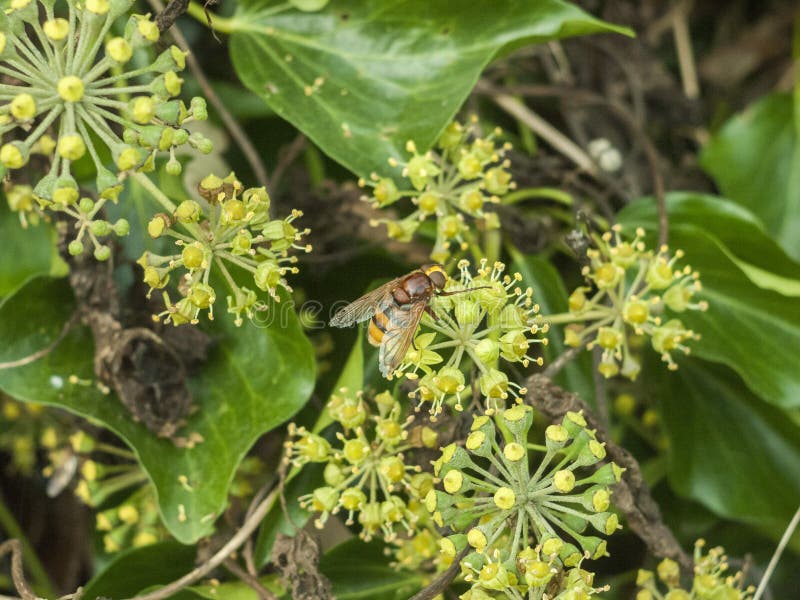 Grande mouche de vol plané étroite sur des insectes d'automne de fleur images libres de droits Grande mouche de vol plané étroite sur des insectes d'automne de fleur images libres de droits