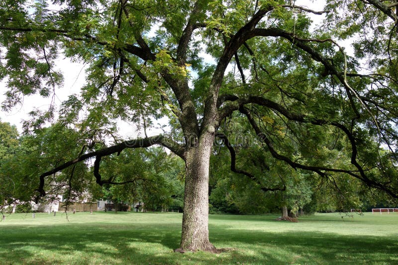 Grande Noce Nero immagine stock