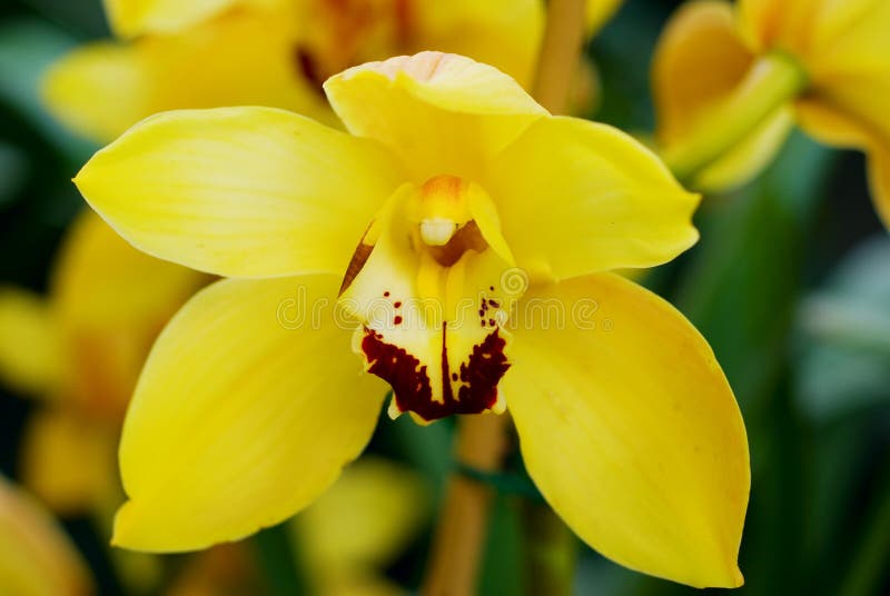 Grande orquídea amarela foto de stock. Imagem de pétala - 12963372