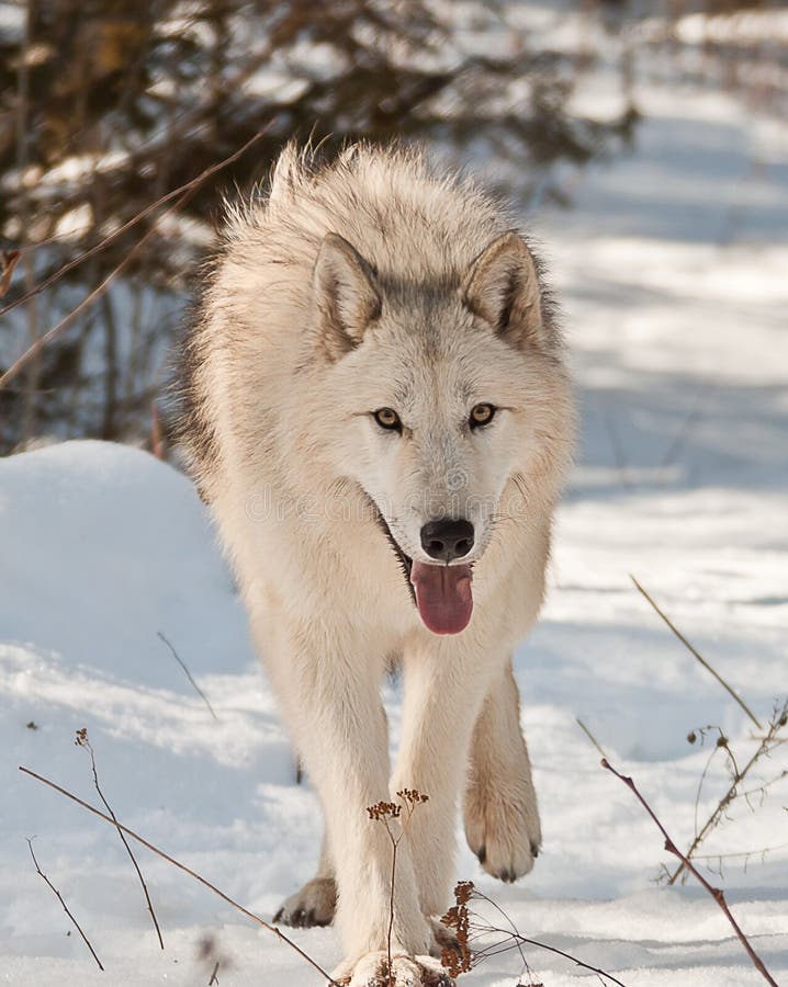 Large artic female wolf walking and looking at you. Large artic female wolf walking and looking at you