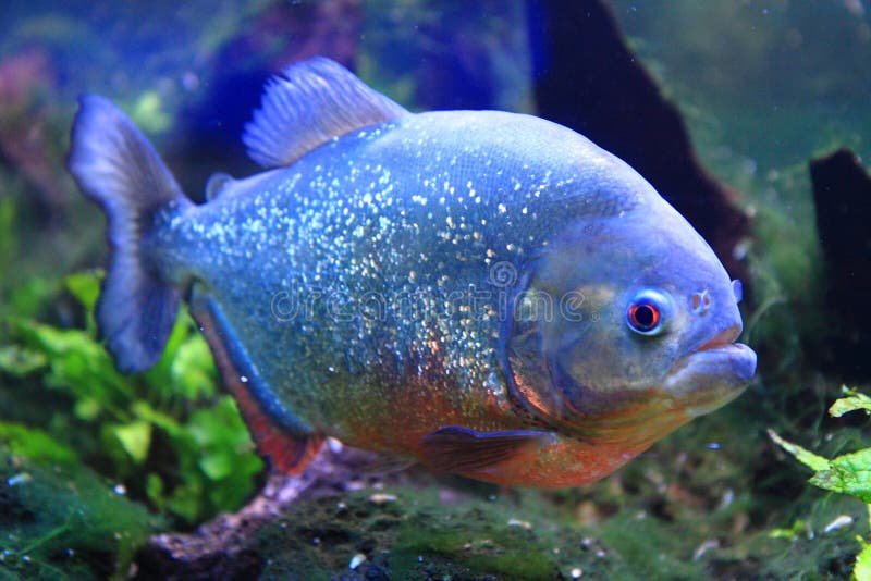 grande pesce del piranha fotografie stock libere da diritti grande pesce del piranha fotografie stock libere da diritti
