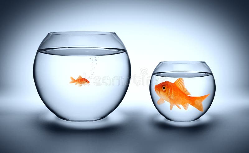 Grande pesce rosso in un piccolo acquario fotografia stock Grande pesce rosso in un piccolo acquario fotografia stock