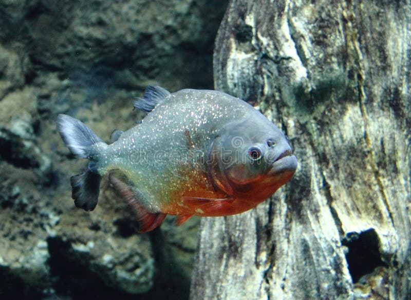 Grande pesce tropicale in un grande acquario fotografie stock libere da diritti Grande pesce tropicale in un grande acquario fotografie stock libere da diritti