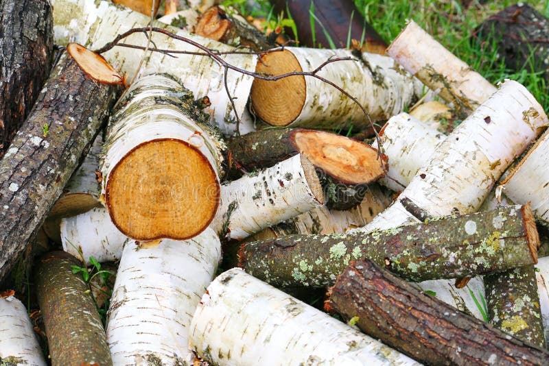 Grosse pile de coupes rondes de bois d'arbre, tronçonneuse électrique  rouge. Les grumes sont sciées à partir des troncs de bouleau empilés dans  une pile. Bois de chauffage de bouleau. Compost s