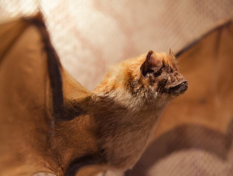 Ciondolo Pipistrello, Ciondolo Pipistrello Spettrale In - Foto 7