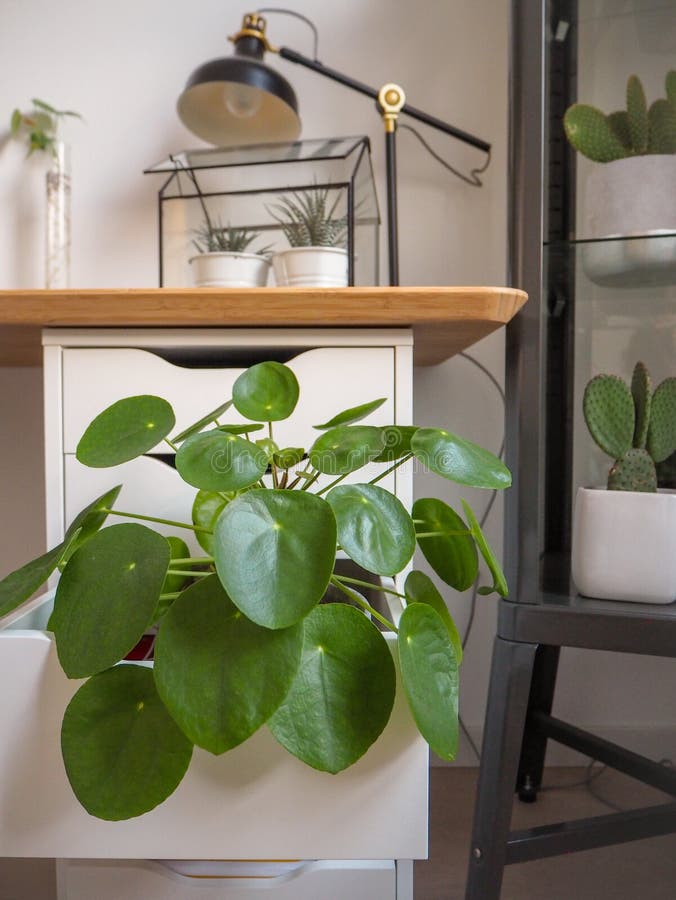 Grande planta da panqueca em uma sala de estudo preto e branco industrial com numeroso outros houseplants verdes fotografia de stock Grande planta da panqueca em uma sala de estudo preto e branco industrial com numeroso outros houseplants verdes fotografia de stock