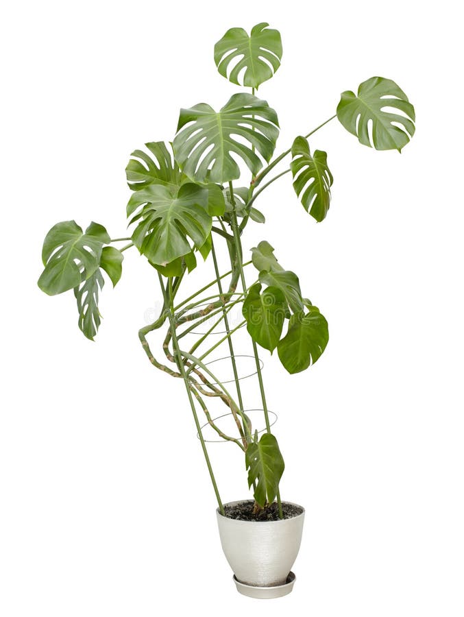 Large houseplant, tall tree in a pot on white. Large houseplant, tall tree in a pot on white