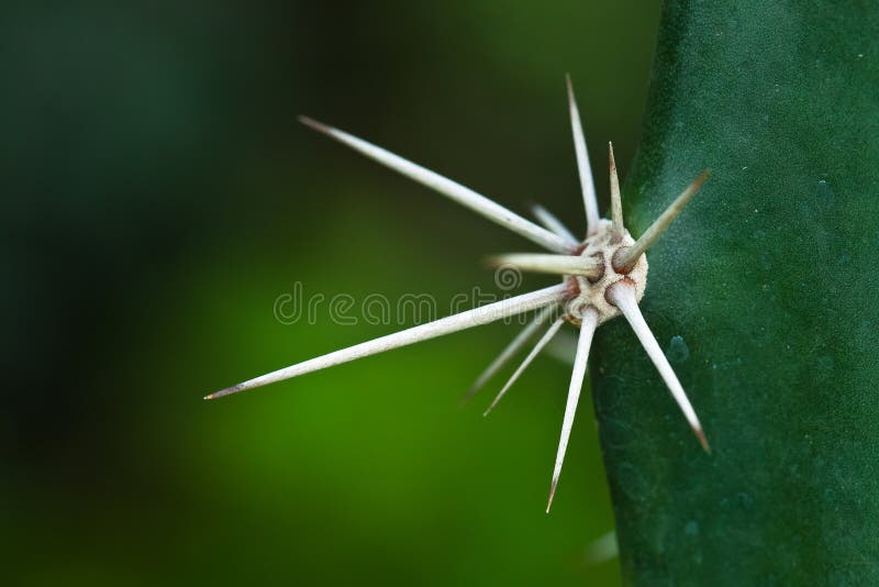 Grande ponto fotos de stock Grande ponto fotos de stock