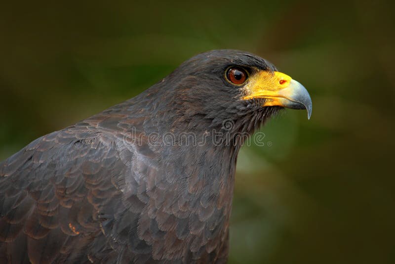 Grande Preto-falcão, urubitinga de Buteogallus, retrato do detalhe de pássaro selvagem de Belize Birdwatching de Ámérica do Sul C fotos de stock royalty free
